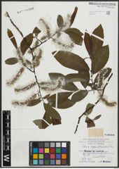 Foto von Salix appendiculata Vill.